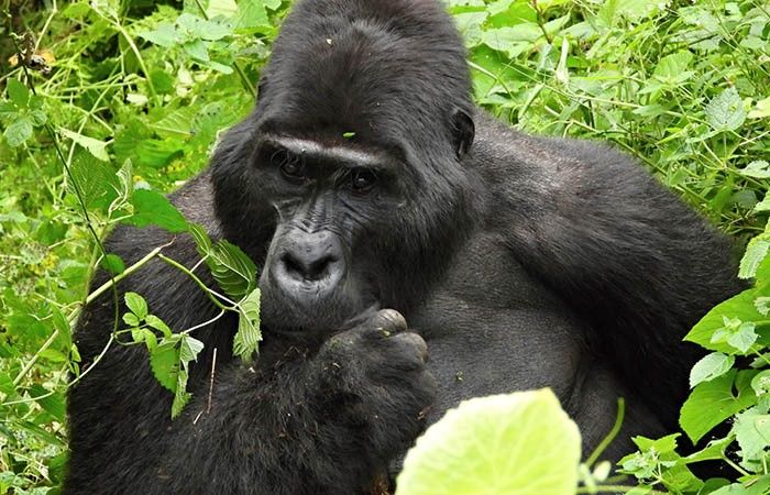 2026_04_IKONA_WEB_UGANDA